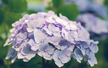 紫阳花指弹吉他谱_Gin_原版指弹六线谱_吉他独奏谱