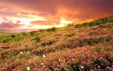 花海吉他谱_周杰伦_G调原版弹唱谱_高清六线谱