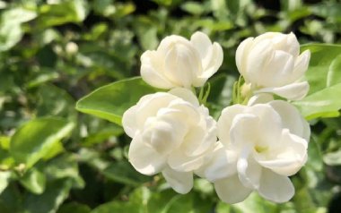 茉莉花指弹吉他谱_小NO师傅_原版指弹六线谱_吉他独奏谱