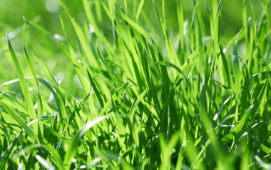 小草吉他谱_儿歌_C调简单版六线谱_弹唱教学视频