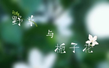 野草与栀子花吉他谱_林三七_C调原版弹唱六线谱_高清图片谱