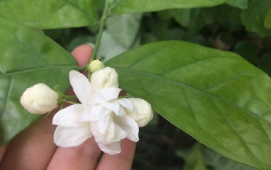 茉莉花吉他谱_Miumiu_C调简单版六线谱_弹唱示范视频